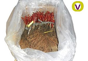 1 Muda De Uva Brs Vitória Legítima + Adubo + Manual