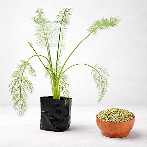5 Mudas De Funcho + 5 Mudas De Lavanda/alfazema!