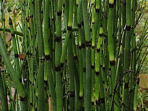 5 Mudas De Cavalinha - Alta Qualidade - Planta Medicinal!