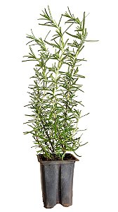 1 Muda De Alecrim - Alta Qualidade - Planta Condimentar