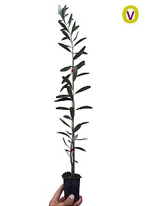 2 Mudas De Oliveira Azeitona De Bonsai + 2 Mudas Normais