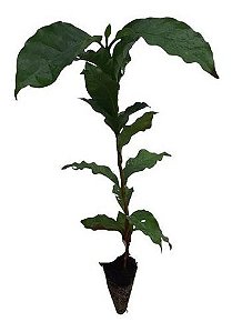 1 Muda De Café Arábica Catuaí Vermelho + 2 Bananas + Manual