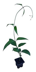 1 Muda De Guaco  Alta Qualidade - Planta Medicinal