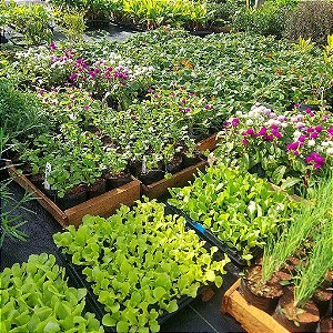Kit 5 Mudas De Hortaliças ou Plantas Medicinais- Escolha após compra + Manual De Plantio!