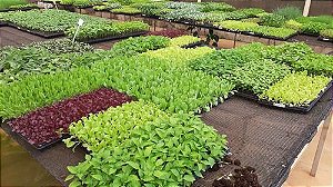 Kit 5 Mudas De Hortaliças Plantas Medicinais Monte Seu Kit