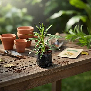 1 Muda De Arnica - Alta Qualidade - Planta Medicinal
