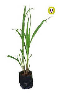 1 Muda De Erva Cidreira - Capim Limão - Planta Medicinal