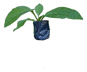 1 Muda De Confrei - Alta Qualidade - Planta Medicinal!