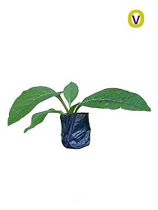 1 Muda De Confrei  - Alta Qualidade - Planta Medicinal