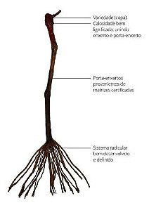 10 Mudas De Uva Diversas + 5 Kits Adubo + Manual