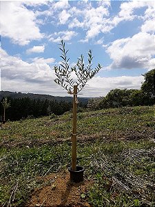 5 Kits Adubos P/ Plantio Mudas De Oliveira + 2 Limitadores!