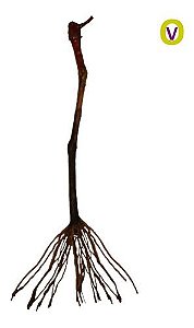 10 Mudas De Uva Niágara Rosada + Manual de Plantio