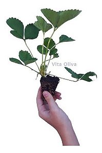 Kit 50 Mudas De Morango + 50 Adubo Orgânico + Manual
