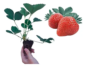 1 Muda De Morango Selecionada + Manual De Plantio!