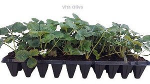 Kit - 50 Mudas De Morango Americano + Manual