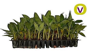 100 Mudas De Banana Micropropagadas - Prata, Nanica E Maçã