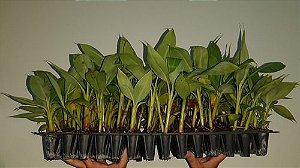 Kit 10 Mudas De Banana Micropropagadas - Maçã Prata E Nanica