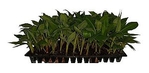 Kit 50 Mudas De Banana Micropropagadas - Maçã Prata E Nanica