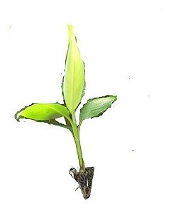 Kit 50 Mudas De Banana Micropropagadas + Manual De Plantio