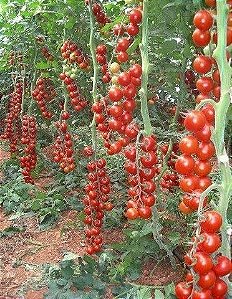 60 Kits De Adubo Orgânico P/ Plantio Mudas De Tomate