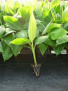 Kit 10 Mudas De Banana Micropropagadas - Maçã Prata E Nanica