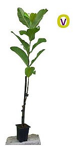 Kit 15 Mudas 5 Uvas + 5 Oliveiras + 5 Goiabas + 15 Adubos