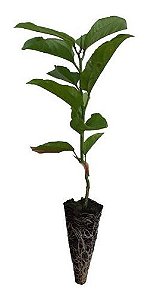 1 Muda De Maracujá Amarelo Produtiva Suco E Polpa + Manual