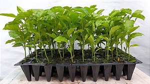 1 Muda De Maracujá Produtivas Amarelo Suco E Polpa + Manual