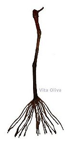 Kit 9 Mudas:  3 Uvas + 3 Oliveiras + 3 Goiabas + 9 Adubos