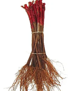 100 Mudas De Uva / Videira + Manual De Plantio!