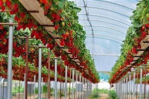 10 Kits Adubos Orgânicos P/ Plantio E Manutenção De Morango