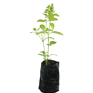 1 Muda De Manjericão  - Alta Qualidade - Planta Condimentos