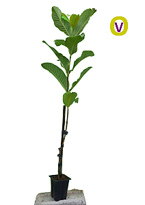 Kit - 5 Mudas De Goiaba Vermelha Gigante + Manual de Plantio!