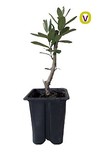 2 Mudas De Oliveira Azeitona Para Bonsai - Produtivas