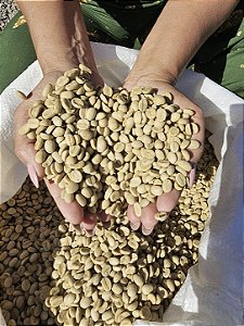 1000 Sementes De Café Arábica Produtivas Diversas Cultivares + Manual + Brinde Adubo De Formação