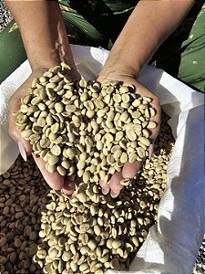 300 Sementes De Café Arábica Catuai Vermelho + Manual + Brinde Adubo De Formação!