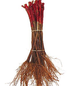 100 Mudas De Uva Enxertadas + Manual  Diversas Cultivares