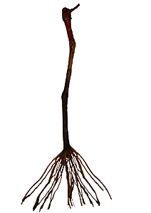 1 Muda De Uva Diversas Cultivares + Manual De Plantio
