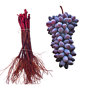 Kit 5 Mudas De Oliveira Azeitona + 5 Mudas De Uva Produtivas Alta Qualidade