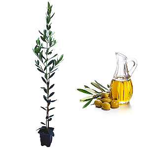 Kit 10 Mudas De Oliveira Azeitona + 10 Muda De Uva Produtivas Alta Qualidade