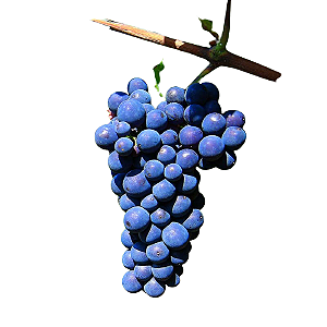 10 Mudas De Uva Cabernet  Sauvignon + Manual de Plantio