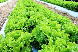60 Kits Adubo Plantio De Alface Em Geral