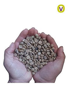 200 Sementes De Catuaí Amarelo P/ Formação De Mudas De Café