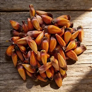 1 Kg Pinhão De Araucária - Serra Mantiqueira - Mg