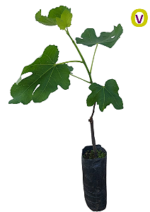 1 Muda Figo Roxo + 1 Muda De Mirtilo Emerald + 1 Framboesa