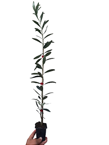 Kit 2 Mudas De Oliveira + 1 Mirtilo + 1 Framboesa + Manual