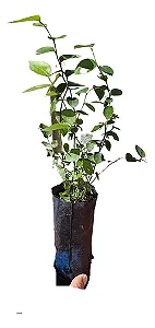 40 Mudas De Mirtilo Orgânico - Alta Qualidade - Produtivas!