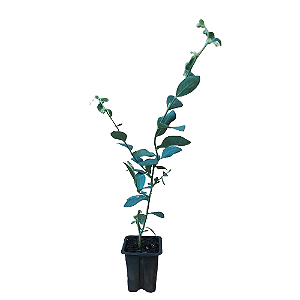 3 Mudas De Mirtilo Orgânico + 1 Cerejeira Sakura