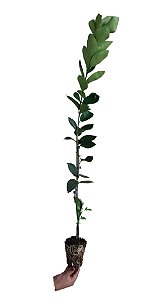 Kit - Mudas 1 Laranja Pêra + 1 Ponkan + 1 Taiti + Manual