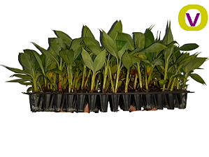 30 Mudas De Banana Da Terra Anã - Profissionais + Manual